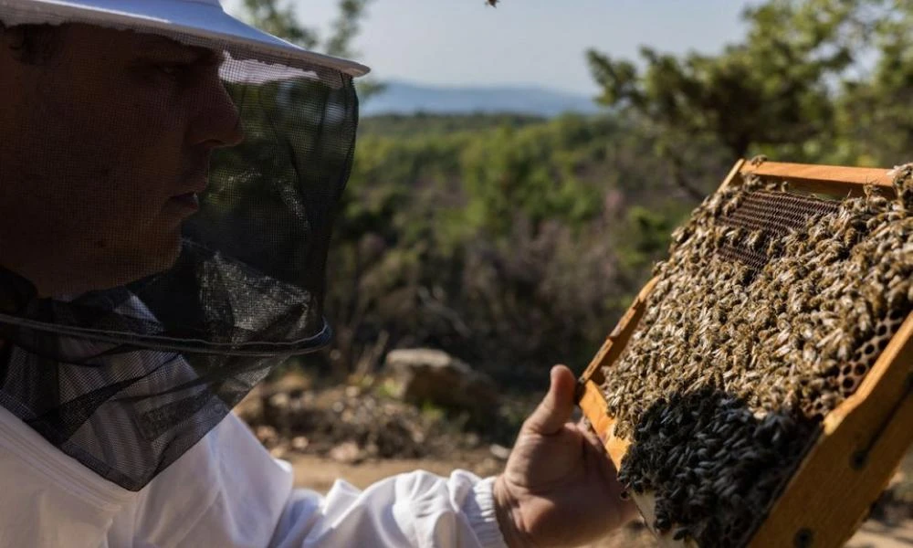 Θα πούμε το μέλι… μελάκι: 50% κάτω φέτος η παραγωγή του διάσημου μελιού σουσούρας Χαλκιδικής - Πού θα κινηθούν οι τιμές